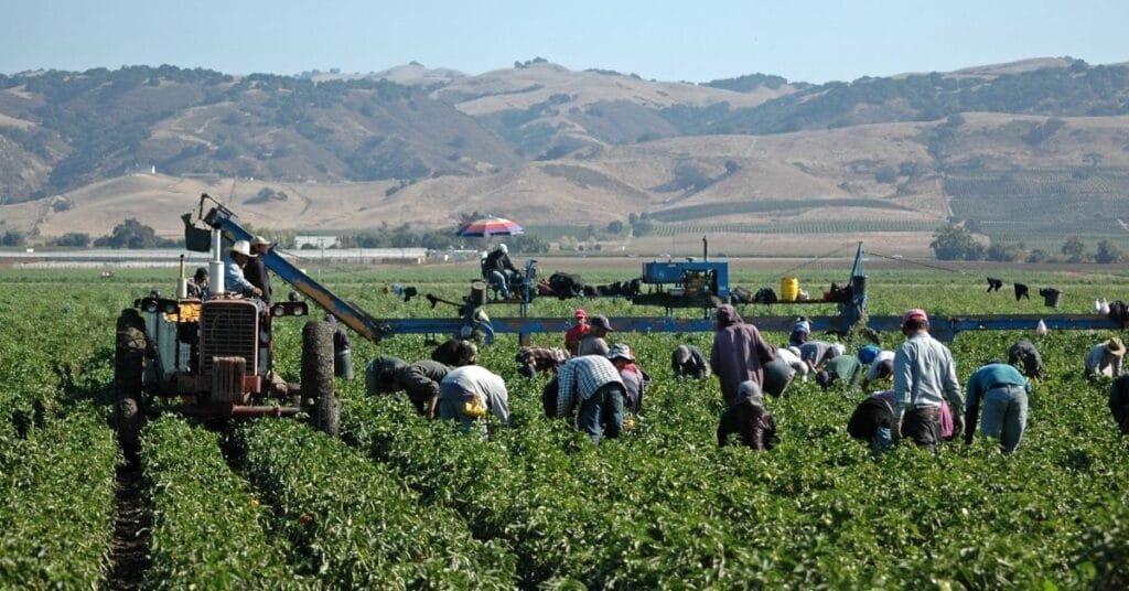 Vegetable Farm Worker Jobs in Canada