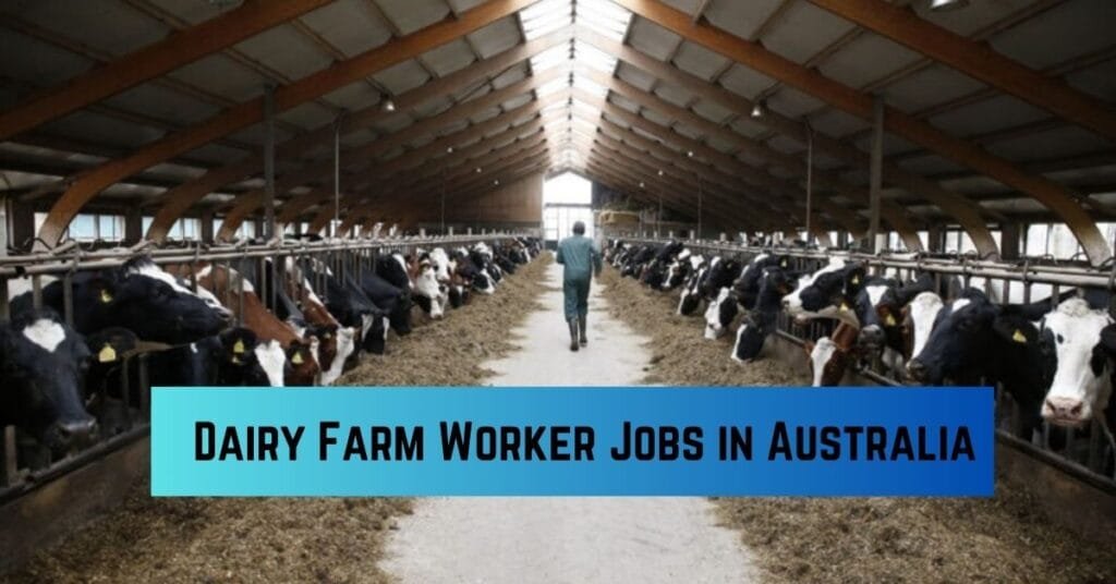 Dairy Farm Worker Jobs in Australia
