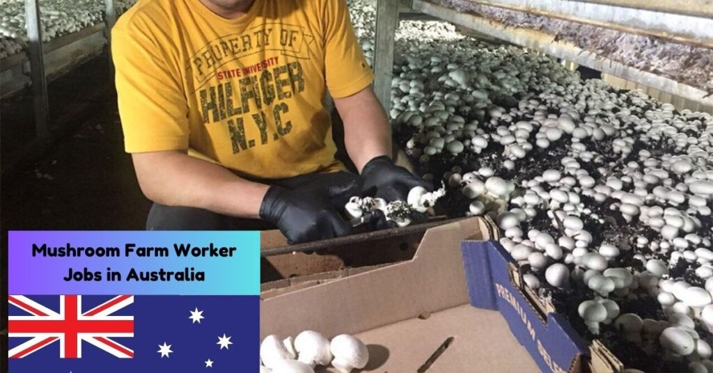Mushroom Farm Worker Jobs in Australia