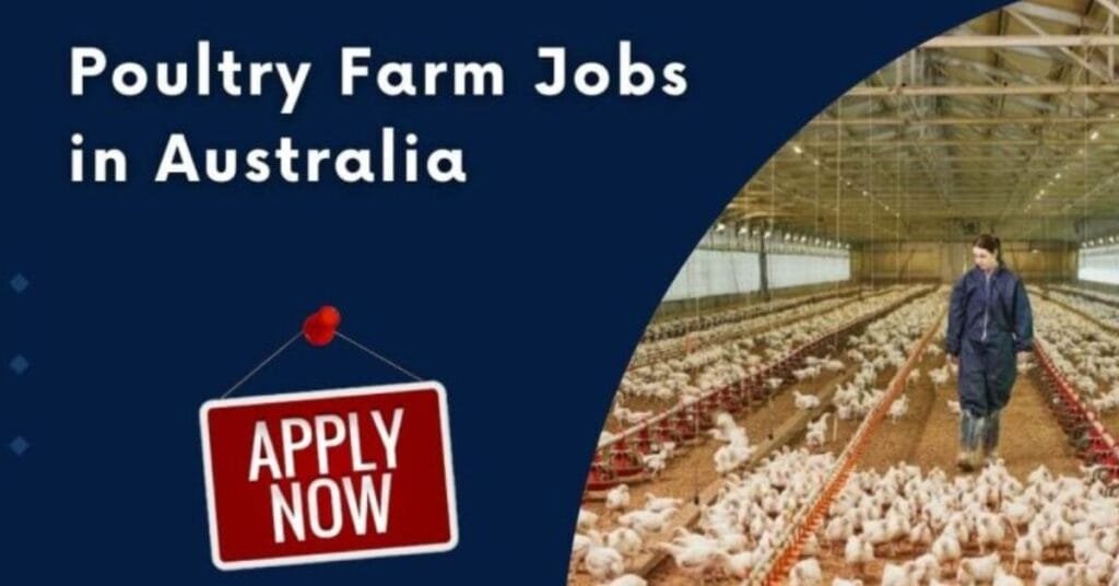 Poultry Farm Worker Jobs in Australia