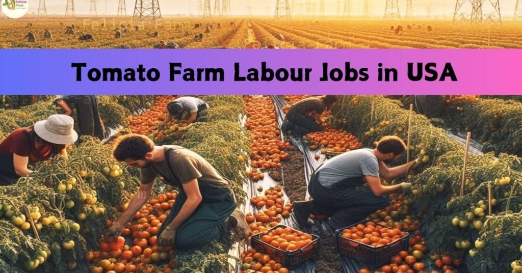 Tomato Farm Labour Jobs in USA